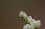 Hedge parsley